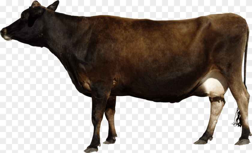 Cow, Animal, Cattle, Dairy Cow, Livestock Transparent PNG