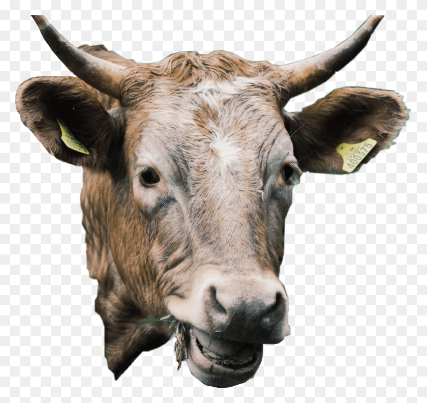 1024x962 Cow Animal Cute Cattle Livestock Freetoedit Bull, Mammal, Ox, Longhorn HD PNG Download