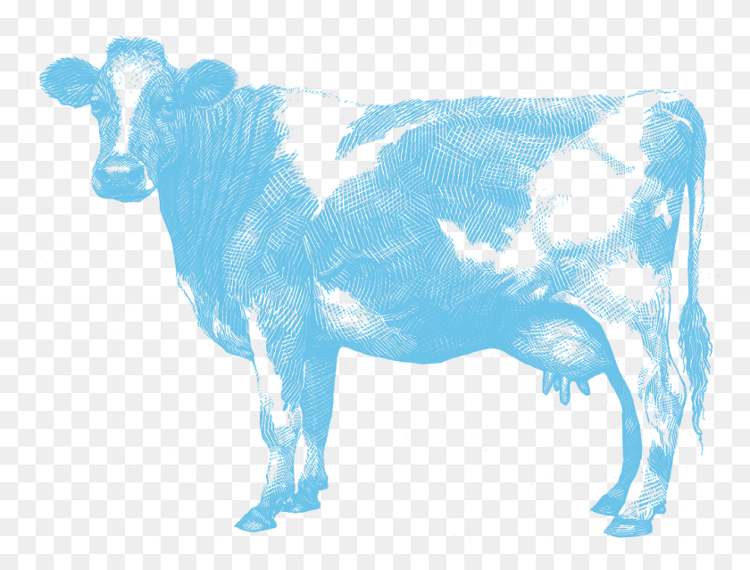 1001x743 Корова Тетя Джинсы Co Nz, Животное, Млекопитающее, Дикая Природа Hd Png Скачать