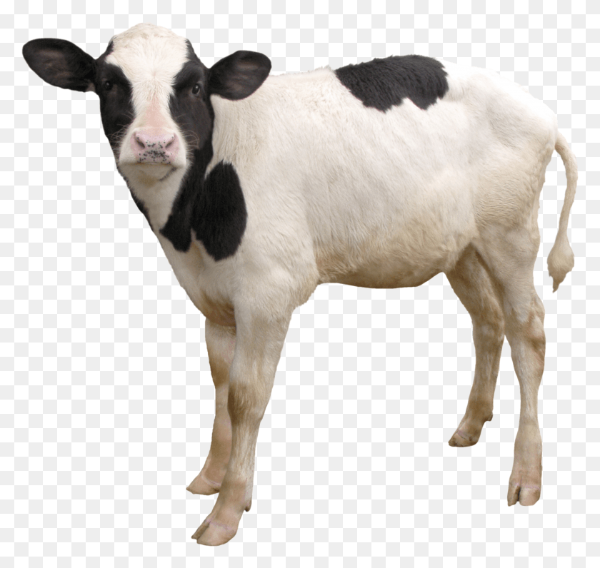 2576x2432 Cow Calf, Cattle, Mammal, Animal HD PNG Download