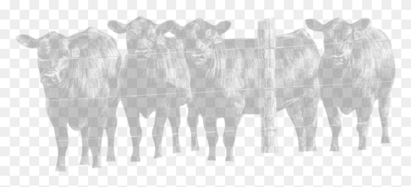 1262x524 Корова Ткань Лоскутное Одеяло, Бык, Млекопитающее, Животное Hd Png Скачать