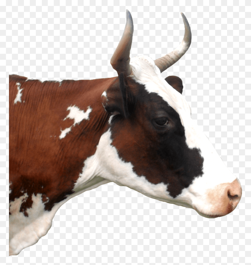 868x921 Голова Коровы, Корова, Крупный Рогатый Скот, Млекопитающее Hd Png Скачать