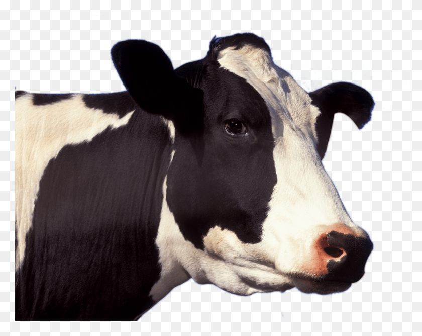 1140x889 Голова Коровы, Корова, Крупный Рогатый Скот, Млекопитающее Hd Png Скачать