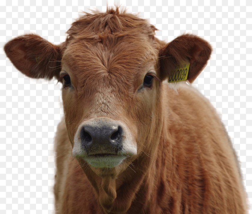 Cow Image Brown Cow, Animal, Cattle, Livestock, Mammal PNG
