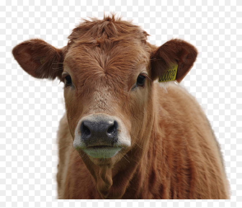 1508x1281 Cow Image Brown Cows, Cattle, Mammal, Animal HD PNG Download