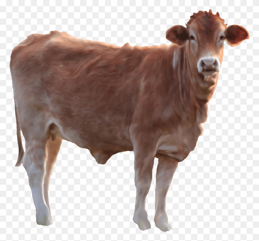 1455x1349 Cow Image Id Photo With Transparent Cow, Cattle, Mammal, Animal HD PNG Download