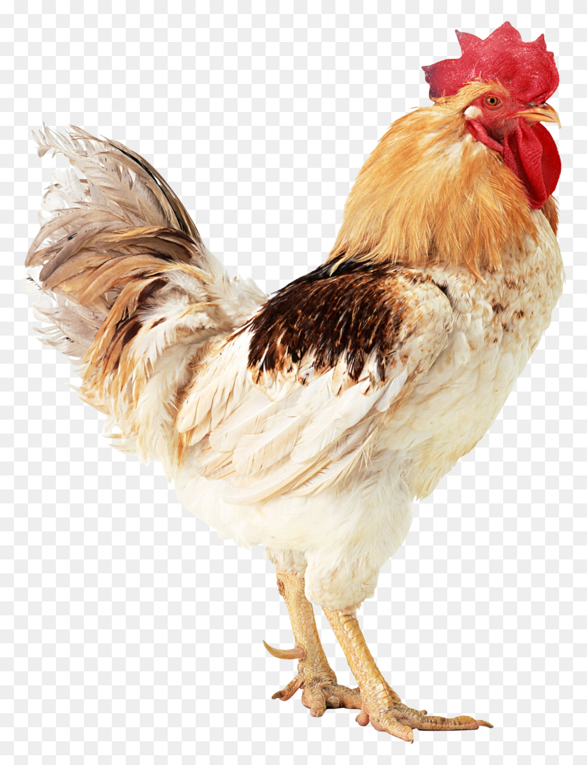 1483x1967 Cow Image Murga, Chicken, Poultry, Fowl HD PNG Download