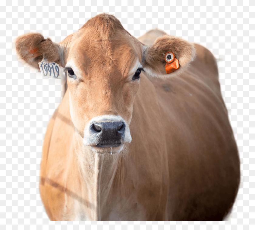 1251x1120 Png Корова, Крупный Рогатый Скот, Млекопитающее, Молочная Корова Png Скачать