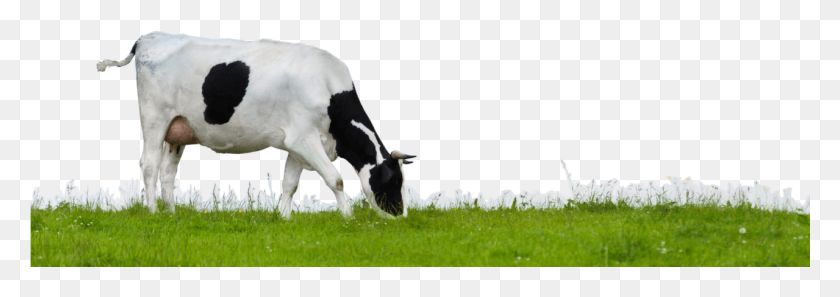 1279x390 Корова В Поле, Крупный Рогатый Скот, Млекопитающее, Животное Hd Png Скачать