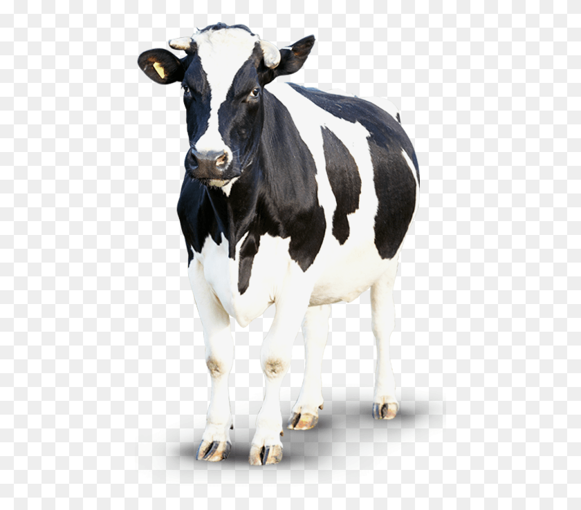 451x678 Корова Корова, Крупный Рогатый Скот, Млекопитающее, Животное Hd Png Скачать