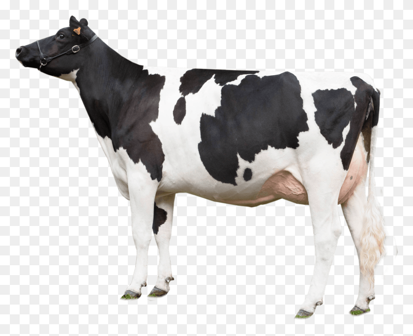 1584x1268 Vaca Png / Vaca Png