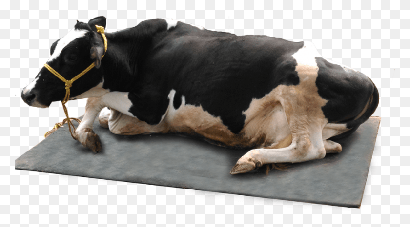 847x441 Корова Циновка Цена, Крупный Рогатый Скот, Млекопитающее, Животное Hd Png Скачать