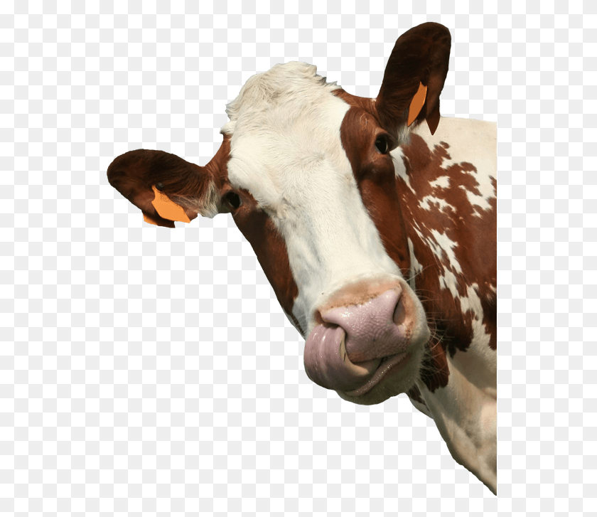 558x667 Стикер Коровы Портретная Фотография Коровы, Крупный Рогатый Скот, Млекопитающее, Животное Hd Png Скачать