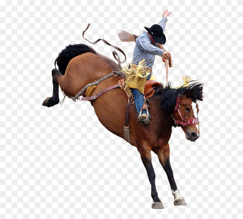 677x697 Cowboy Rodeo, Horse, Mammal, Animal HD PNG Download