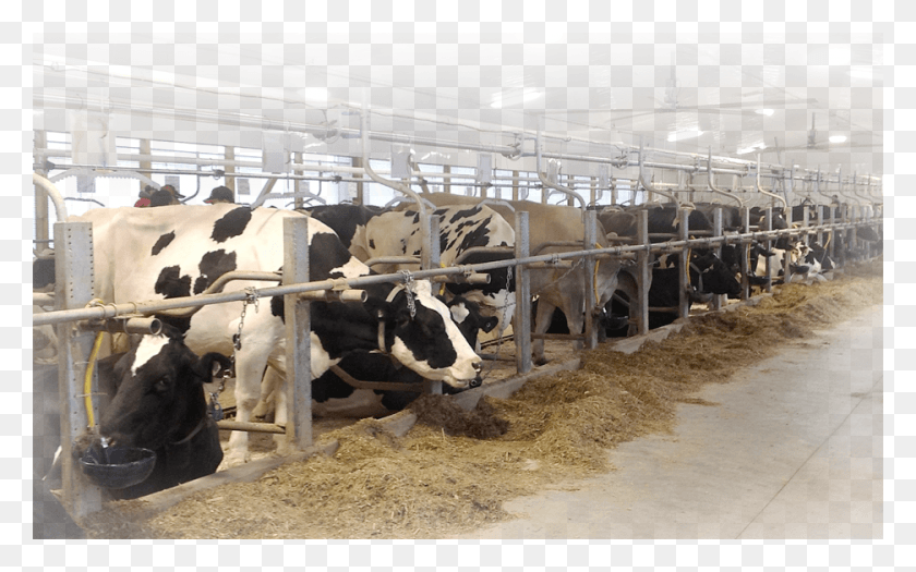936x558 Las Vacas Comiendo La Vaca Lechera, El Ganado, Mamíferos, Animal Hd Png