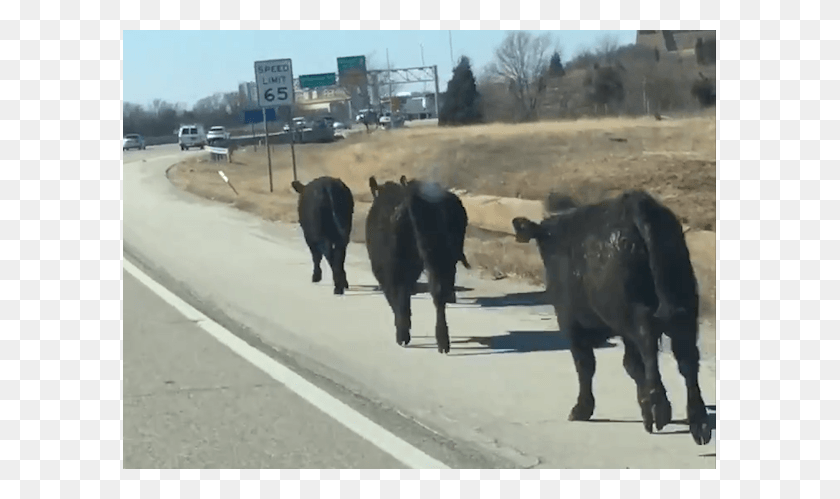 593x439 Cows On The Loose On Kansas Highway Herd, Cow, Cattle, Mammal HD PNG Download