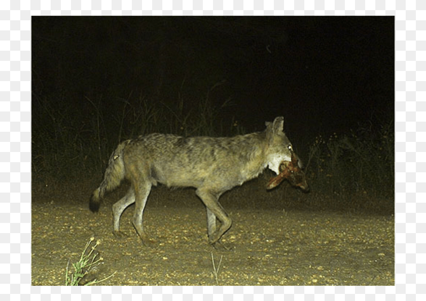 721x534 Descargar Png Coyote Con Cabeza De Cervatillo Coyote, Mamífero, Animal, Canino Hd Png