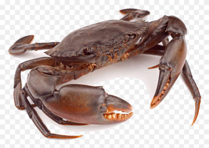 850x584 Crab Clipart Mud Crab, Lobster, Seafood, Sea Life HD PNG Download