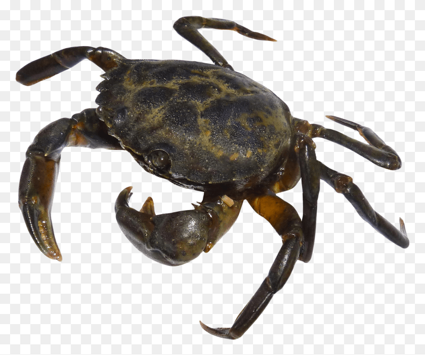 1738x1429 Crab Crab, Sea Life, Animal, Seafood HD PNG Download
