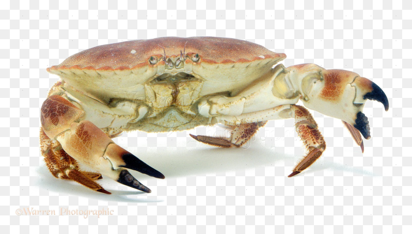 1537x824 Crab Image Crab, Seafood, Sea Life, Food HD PNG Download