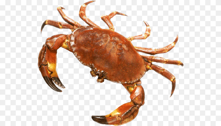 Crab Picture Background Crab, Animal, Food, Invertebrate, Sea Life Clipart PNG