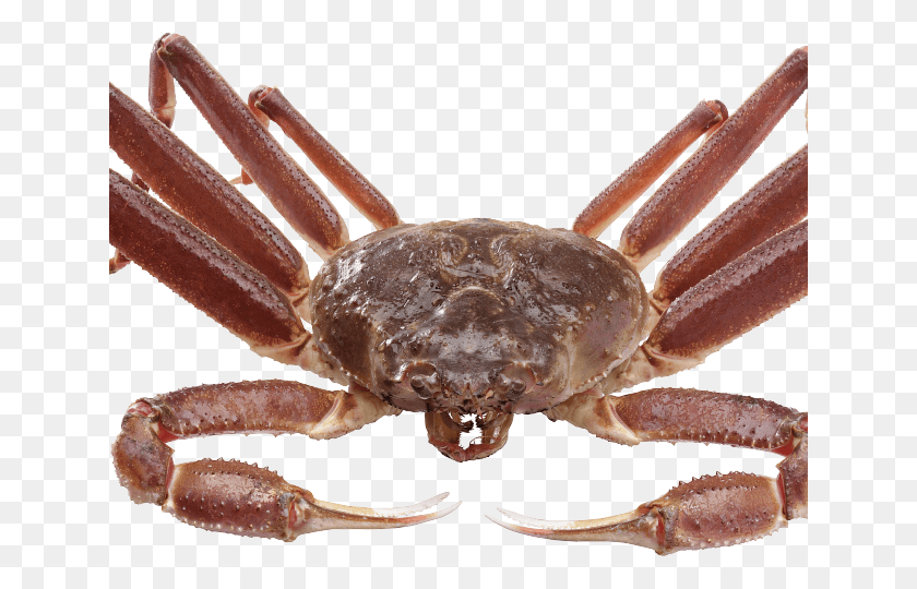640x480 Crab Transparent Images Caranguejo E Suas Pernas, Seafood, Sea Life, Food HD PNG Download