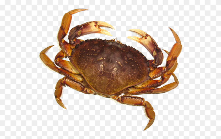 549x471 Crab Transparent Images Crab, Seafood, Sea Life, Food HD PNG Download