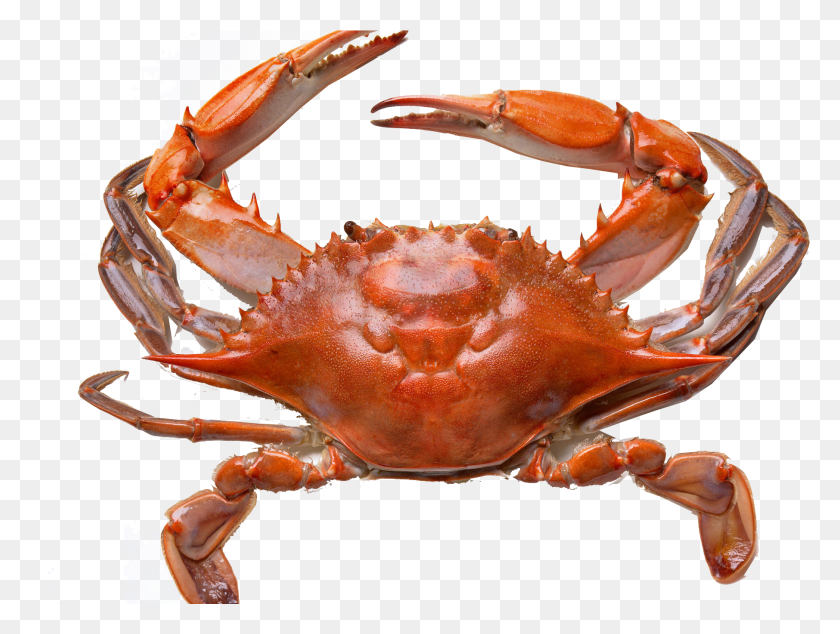 1811x1334 Crabs, Crab, Seafood, Sea Life HD PNG Download