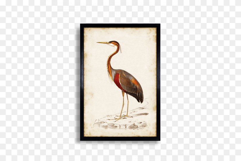 Crane, Animal, Bird, Crane Bird, Waterfowl Transparent PNG