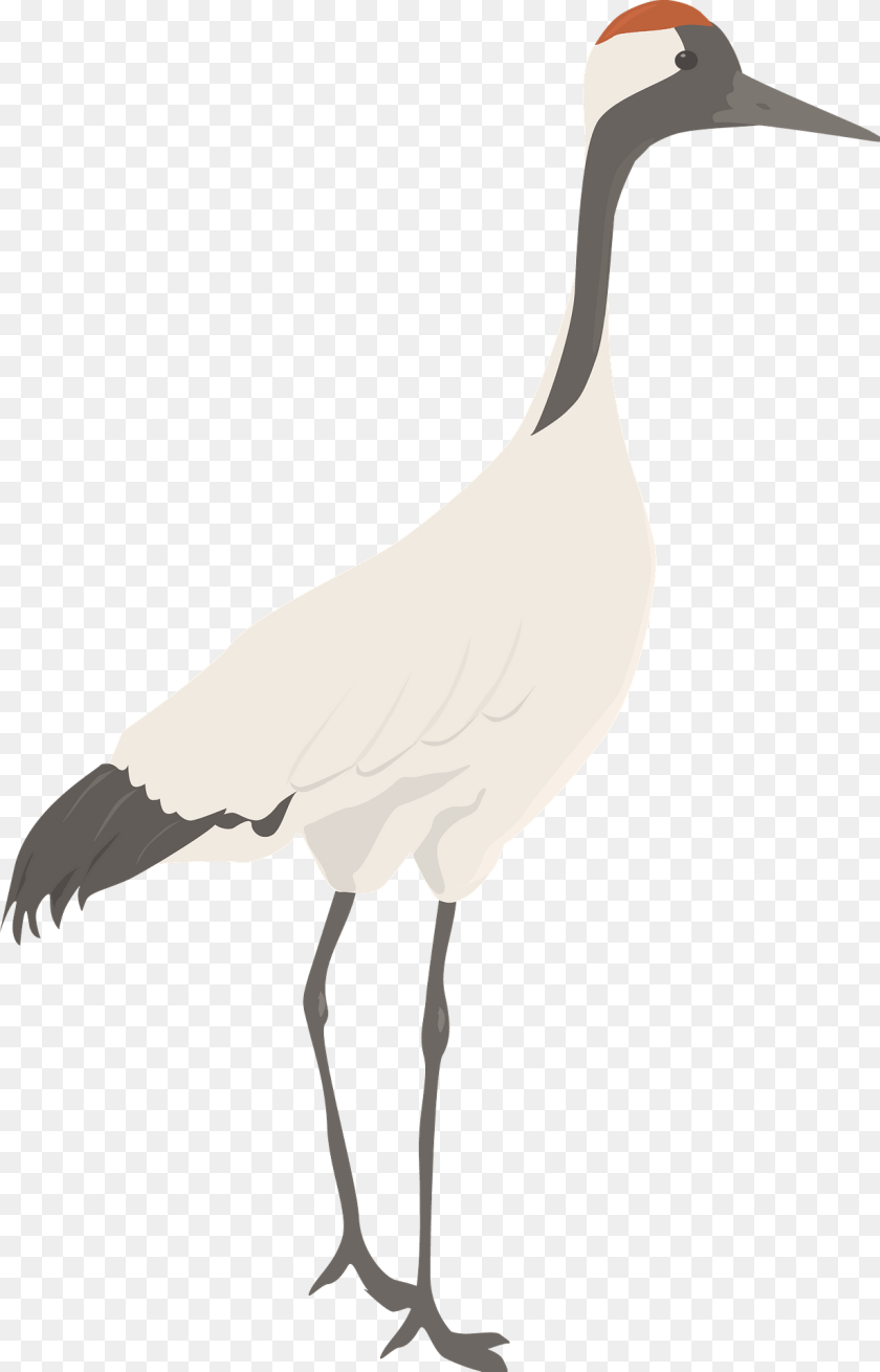 1231x1920 Crane Clipart, Animal, Bird, Crane Bird, Waterfowl PNG
