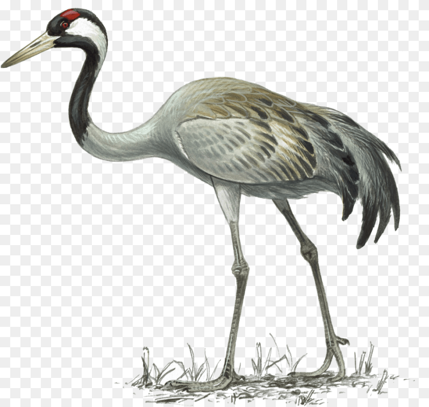 960x911 Crane Common Crane Illustration, Animal, Bird, Crane Bird, Waterfowl Sticker PNG