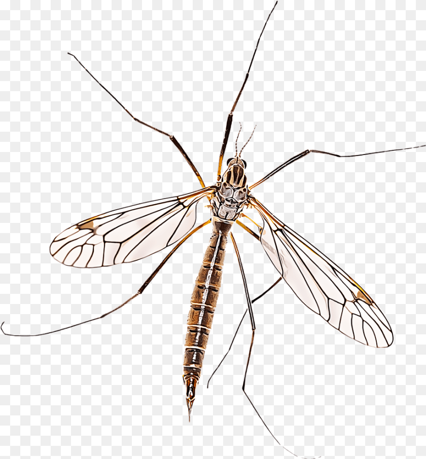 Crane Fly Crane Fly, Animal, Insect, Invertebrate, Mosquito Sticker PNG