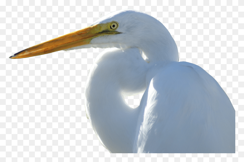 1855x1180 Crane Great Egret, Bird, Animal, Waterfowl HD PNG Download