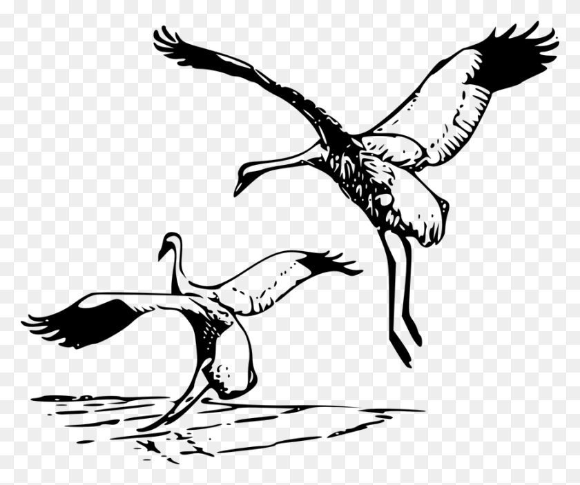 873x720 Cranes Whooping Crane Wading Bird Sandhill Crane Clip Art, Gray, World Of Warcraft HD PNG Download