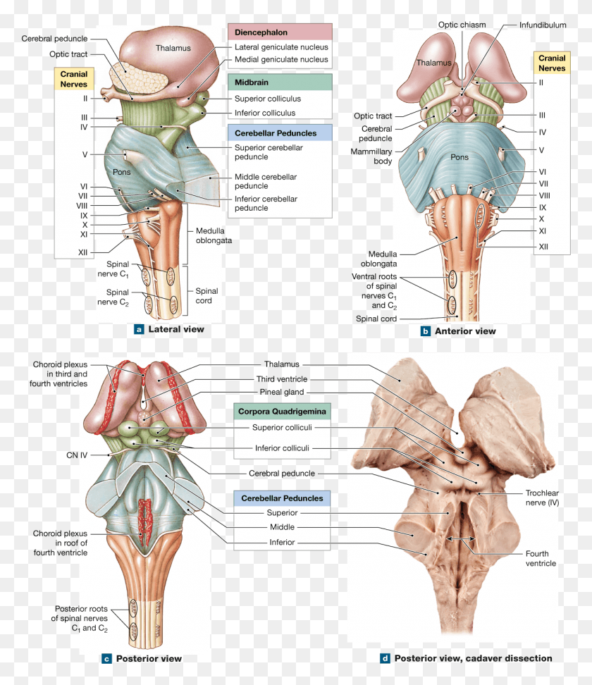1269x1485 Cranial Nerves Spinal Cord Med School Nervous System Brain Stem And Diencephalon, Person, Human, Clothing HD PNG Download