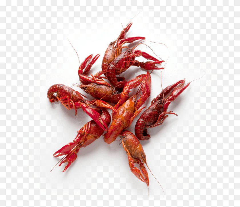 688x663 Crawfish Caridean Shrimp, Lobster, Seafood, Sea Life Descargar Hd Png