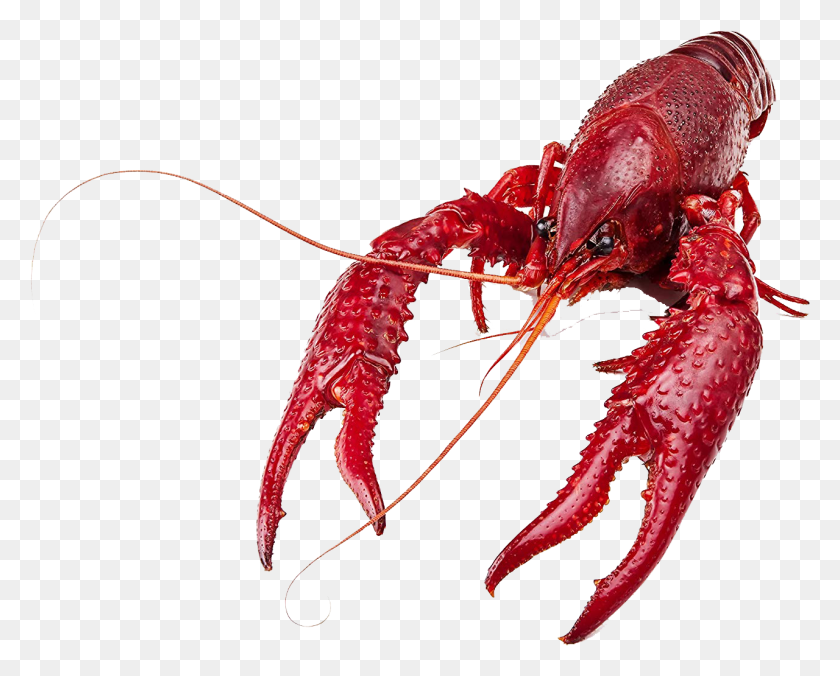 1280x1012 Crawfish Image Transparent Background, Lobster, Seafood, Sea Life HD PNG Download