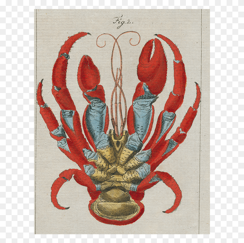 607x776 Crayfish, Seafood, Food, Sea Life HD PNG Download