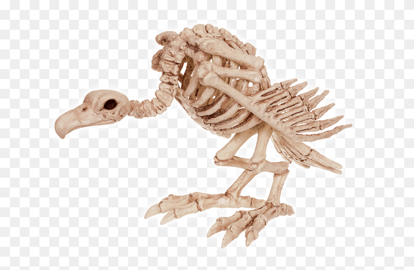 650x487 Crazy Bonez Skeleton Vulture Halloween Animal Skeletons, Dinosaur, Reptile, Fossil HD PNG Download