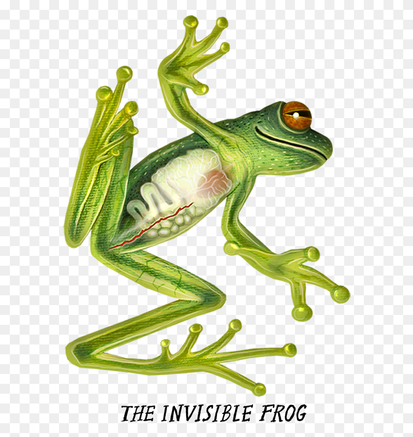 587x828 Crazy Monster Frogs Green Eyed Tree Frog, Amphibian, Wildlife, Animal HD PNG Download