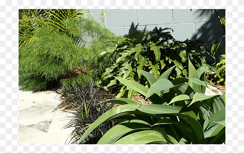 713x465 Created With Tiered Plantings Of Tall Bamboo Planting Yard, Plant, Agavaceae, Flower HD PNG Download