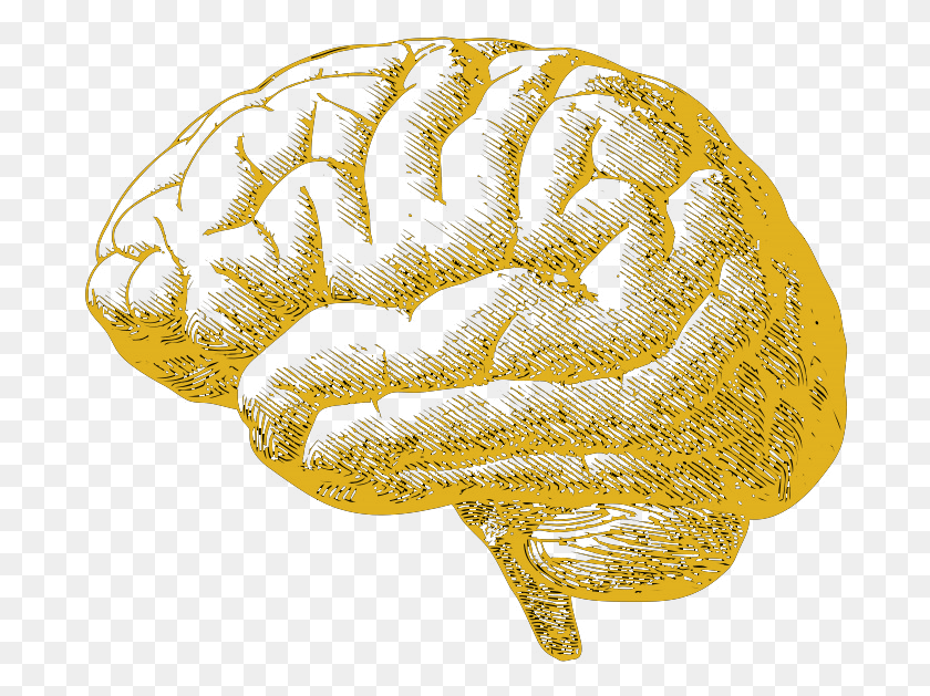 696x569 Креативный Мозг Человеческий Мозг, Куст, Растительность, Растение Hd Png Скачать