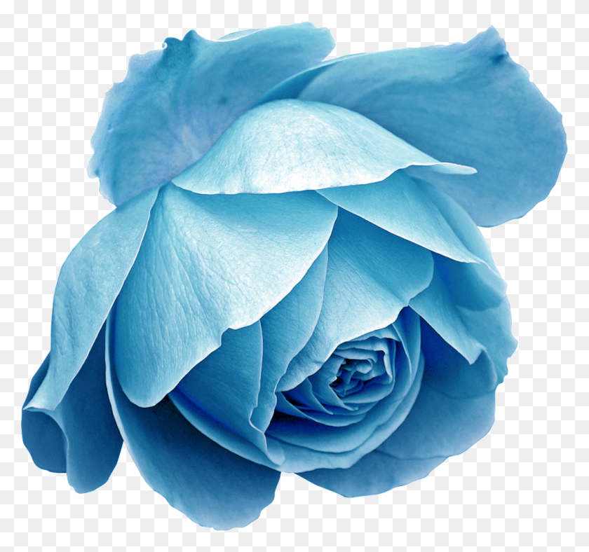 1024x956 Creative Flowers Hand Drawing Transparent Decorative Rose Blue Drawings, Plant, Flower, Blossom HD PNG Download