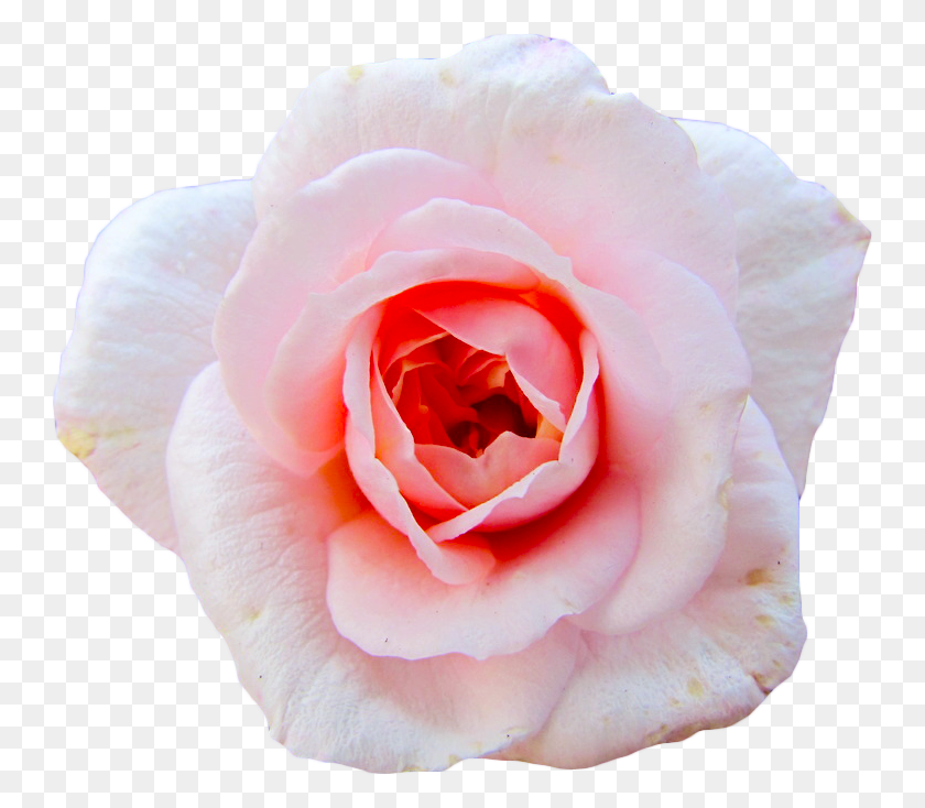 746x674 Кредит На Чайную Розу Ангеликшивер, Растение, Цветок, Цветение Png Скачать