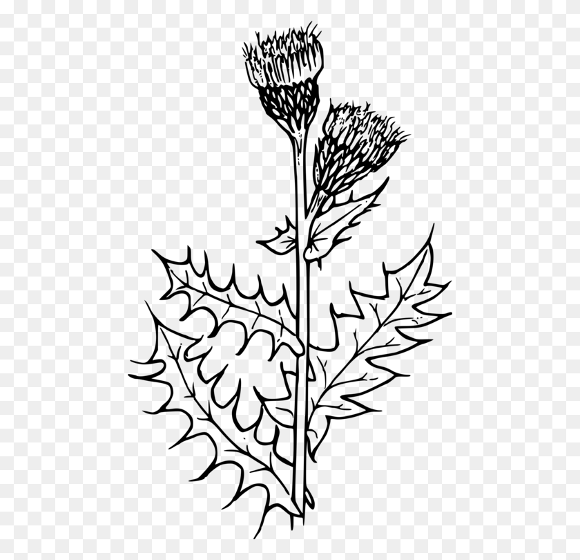 470x750 Creeping Thistle Drawing Flower Milk Thistle Thistle Clipart Black And White, Gray, World Of Warcraft HD PNG Download
