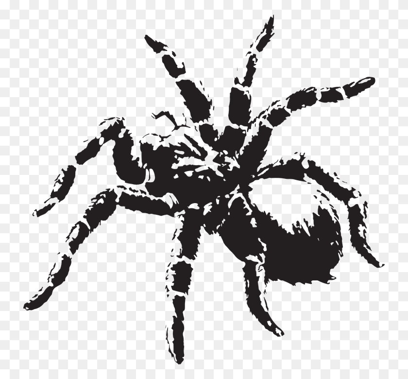 744x720 Creepy Clipart Scary Spider Tarantula Clip Art Black And White, Invertebrate, Animal, Arachnid HD PNG Download