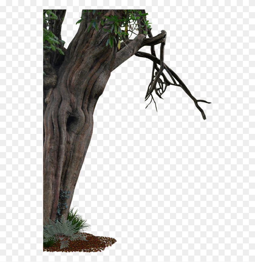 557x801 Жуткое Старое Дерево, Растение, Ствол Дерева, Корень Hd Png Скачать