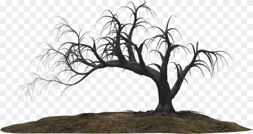 1010x536 Creepy Tree, Plant, Wood, Outdoors, Nature Clipart PNG