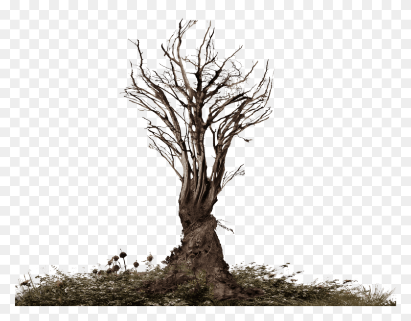 1020x779 Creepy Tree Dead Tree, Plant, Root, Tree Trunk HD PNG Download
