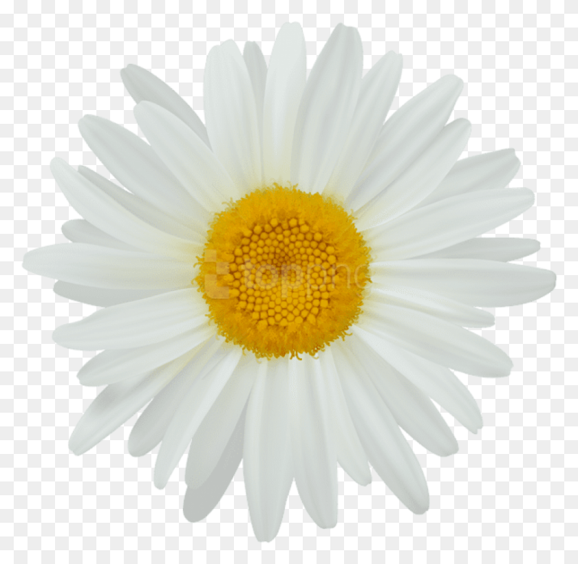 843x822 Descargar Pngcricket Daisy Clip Art Margaritas Ilustraciones White Daisy Flower, Plant, Blossom Hd Png